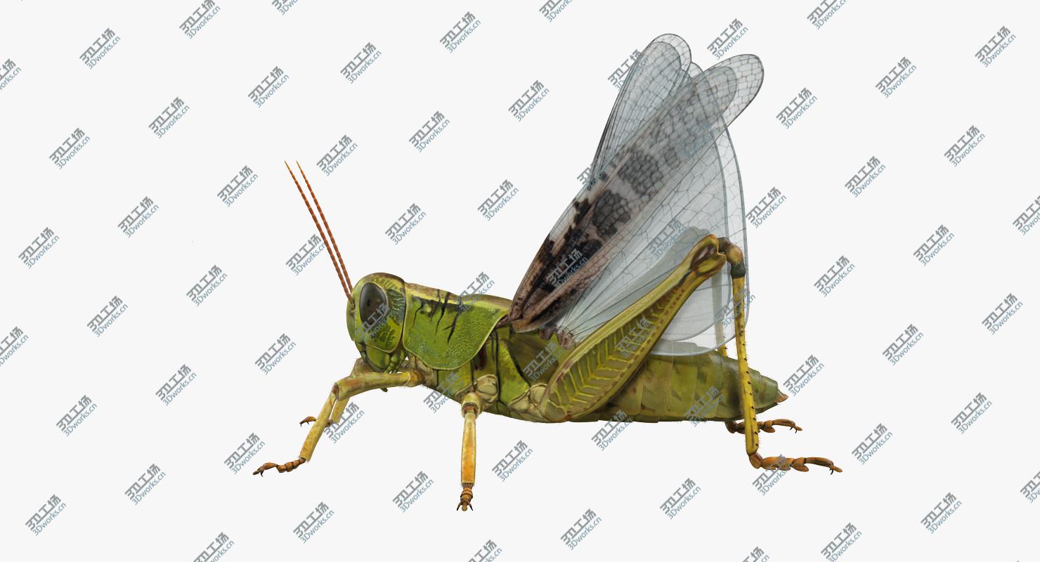 images/goods_img/202104092/3D Grasshopper with Fur Rigged model/4.jpg